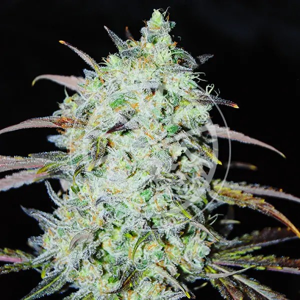 Bay Haze Feminized by Delicious Seeds