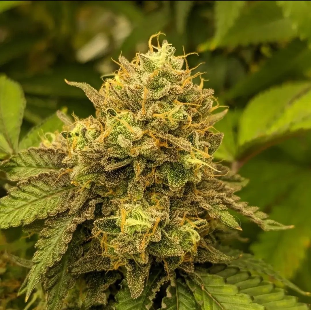 Bazk Planet Regular by Bask Triangle Farms