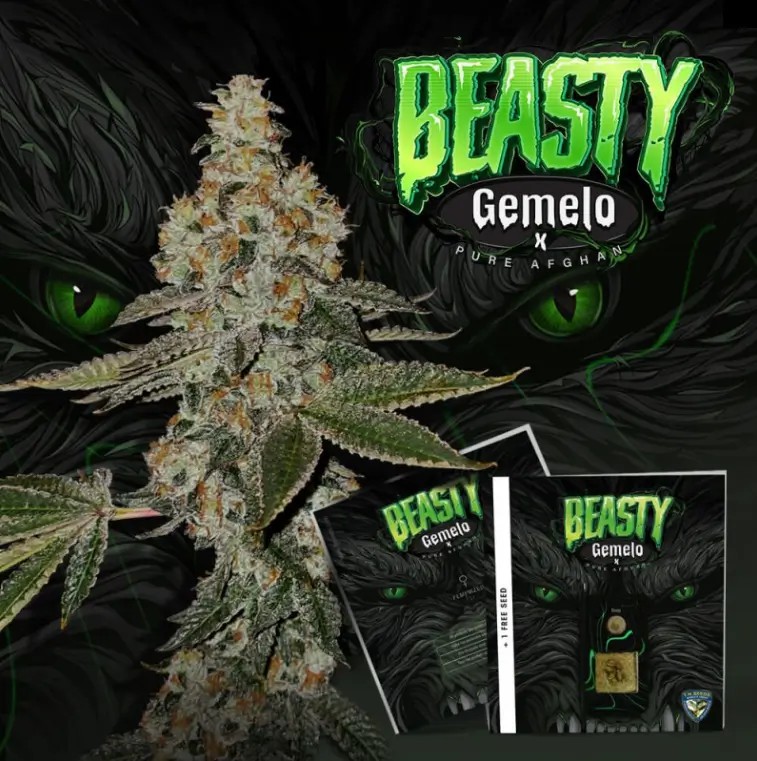 Beasty Feminized by T.H. Seeds