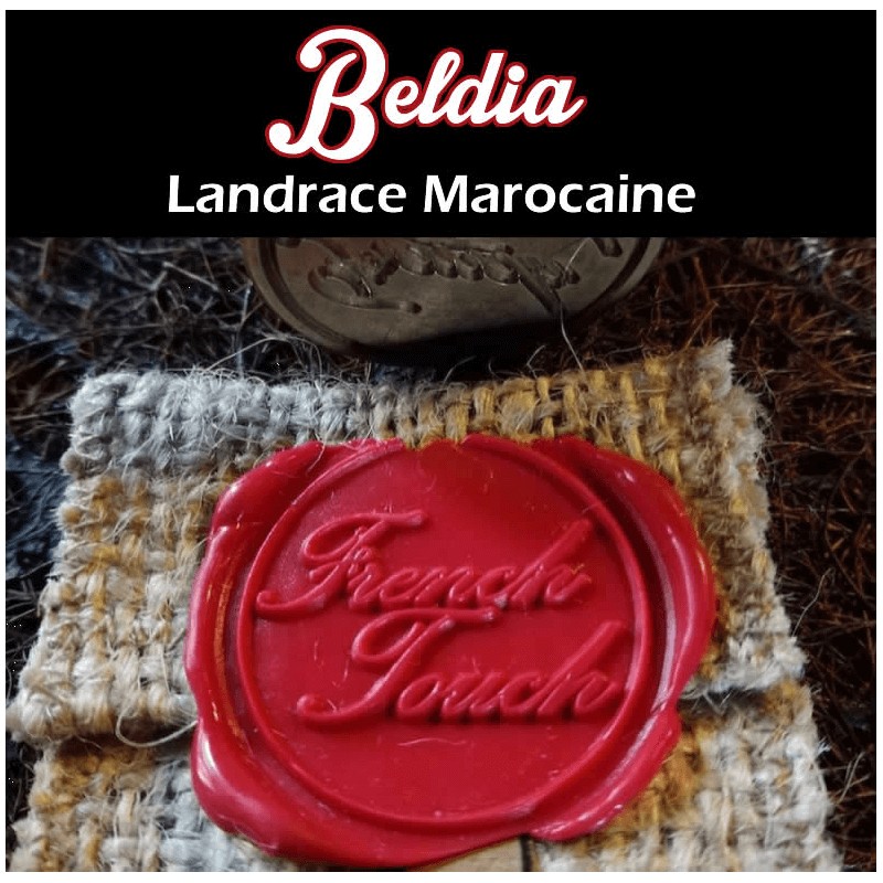 Beldia Regular by French Touch Seeds