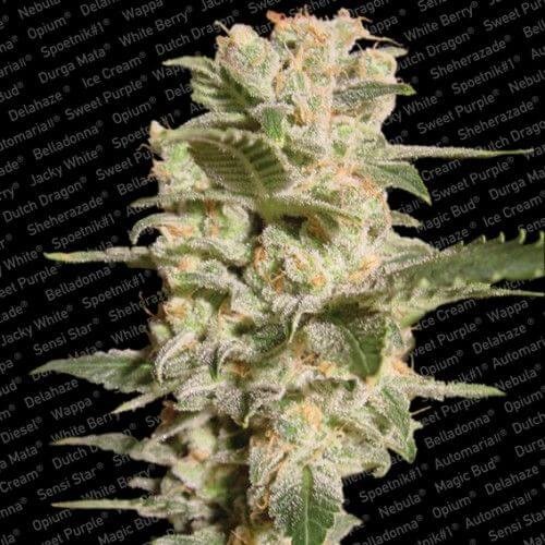 Belladonna Feminized by Paradise Seeds