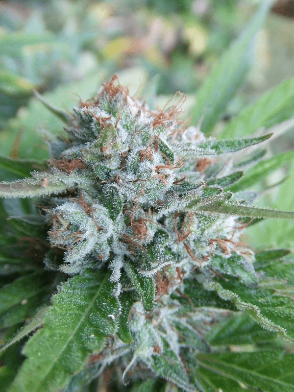Bellini Feminized by The Cali Connection