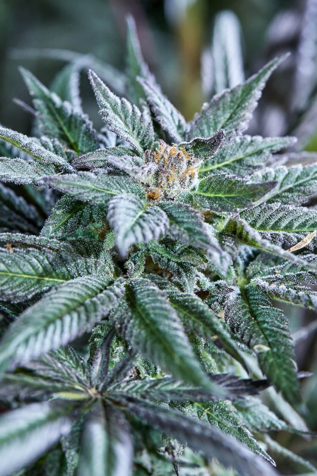 Berry Bonds Auto Autoflower by Purple City Genetics