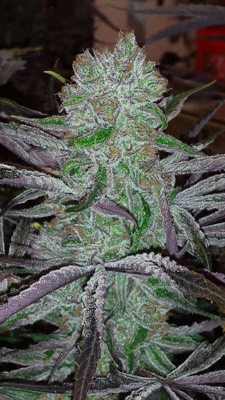 Best Friend OG Regular by Jinxproof Genetics