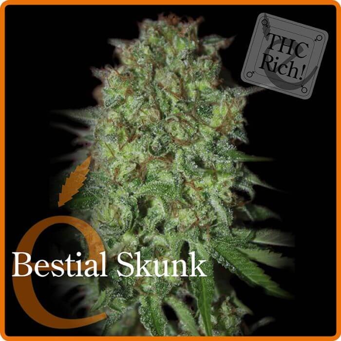 Bestial Skunk Feminized by Elite Seeds