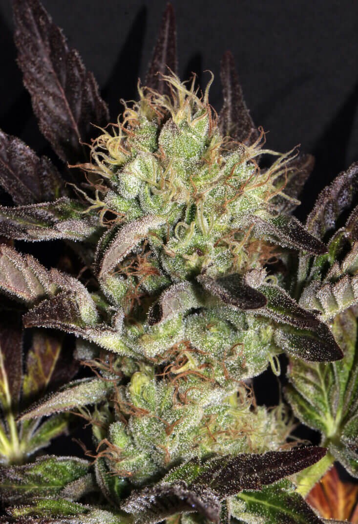 Big Apple Cookies Feminized by Mamiko Seeds