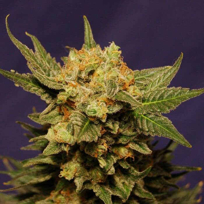 Big Band Feminized by Kannabia