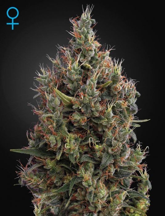 Big Bang Auto Autoflower by Green House seeds