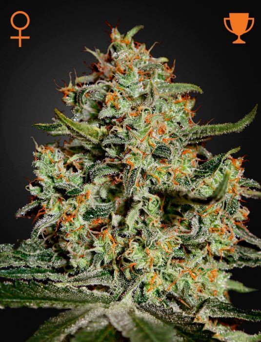 Big Bang Feminized by Green House seeds