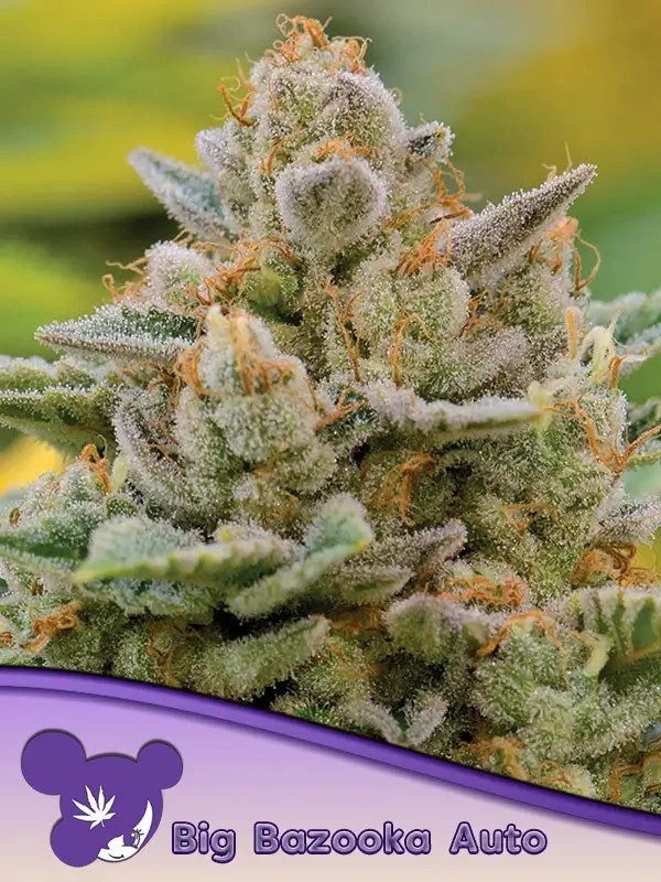 Big Bazooka Auto Autoflower by Anesia Seeds