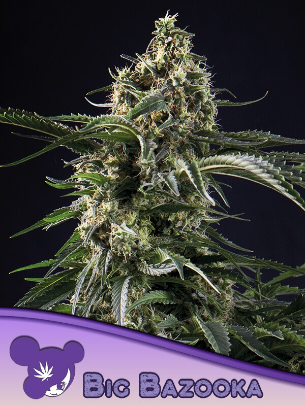 Big Bazooka Feminized by Anesia Seeds