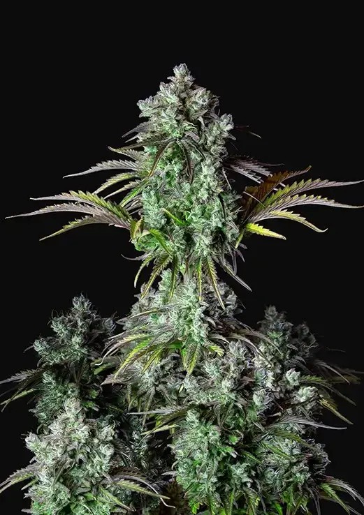 Big Bud Auto Autoflower by Fast Buds
