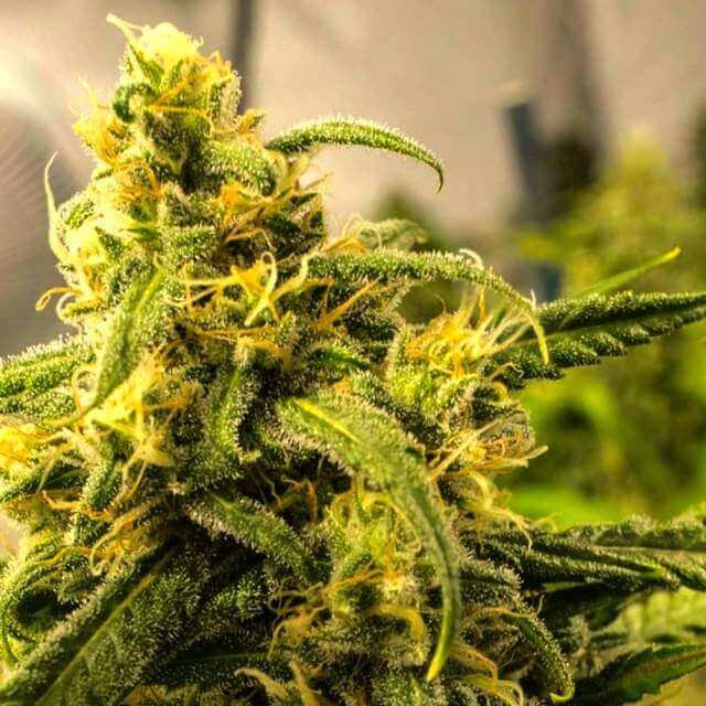 Big Bud Auto Autoflower by Nirvana