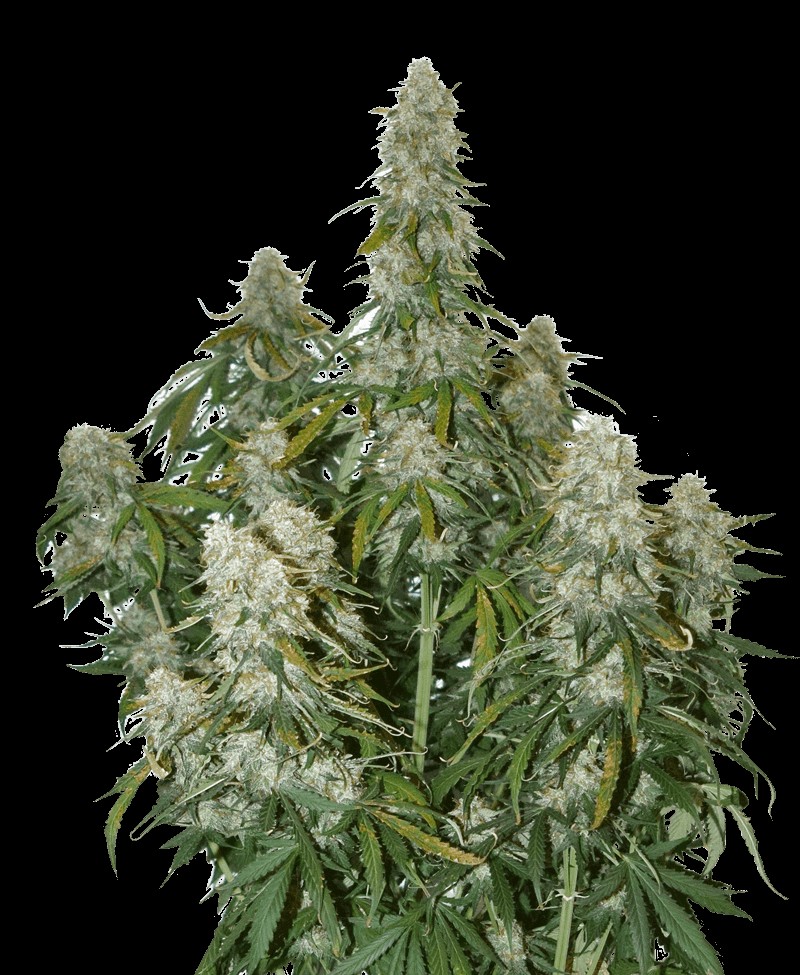 Big Bud Auto Autoflower by Seedstockers