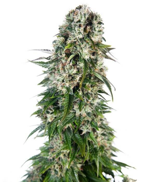 Big Bud Auto Autoflower by Sensi Seeds