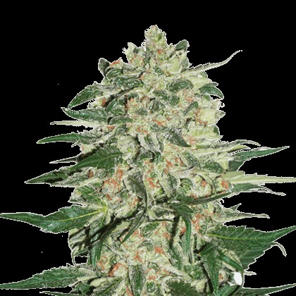 Big Bud Feminized by Seedstockers