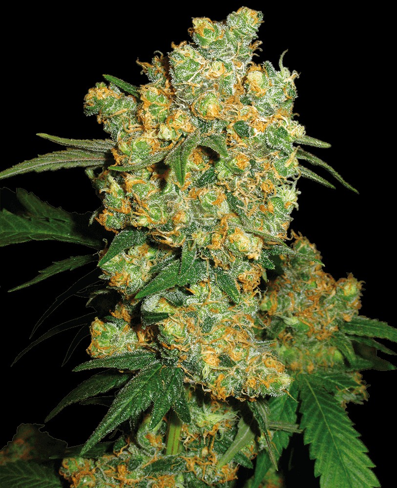 Big Bud Feminized by Sensi Seeds