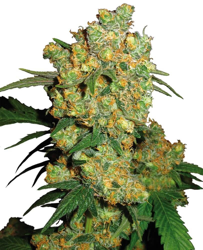 Big Bud Regular by Sensi Seeds