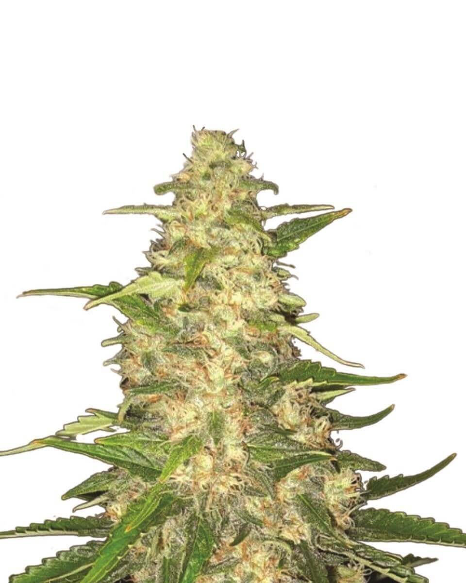 Big Bud Seeds Feminized by Nirvana