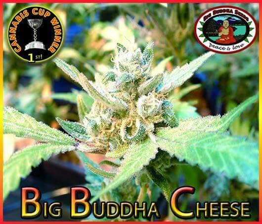 Big Buddha Cheese Feminized by Big Buddha Seeds
