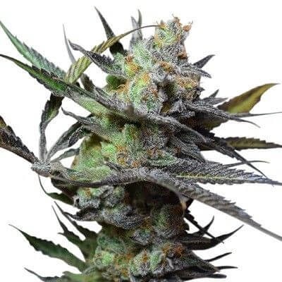 Big Buddha King Kong Feminized by Big Buddha Seeds