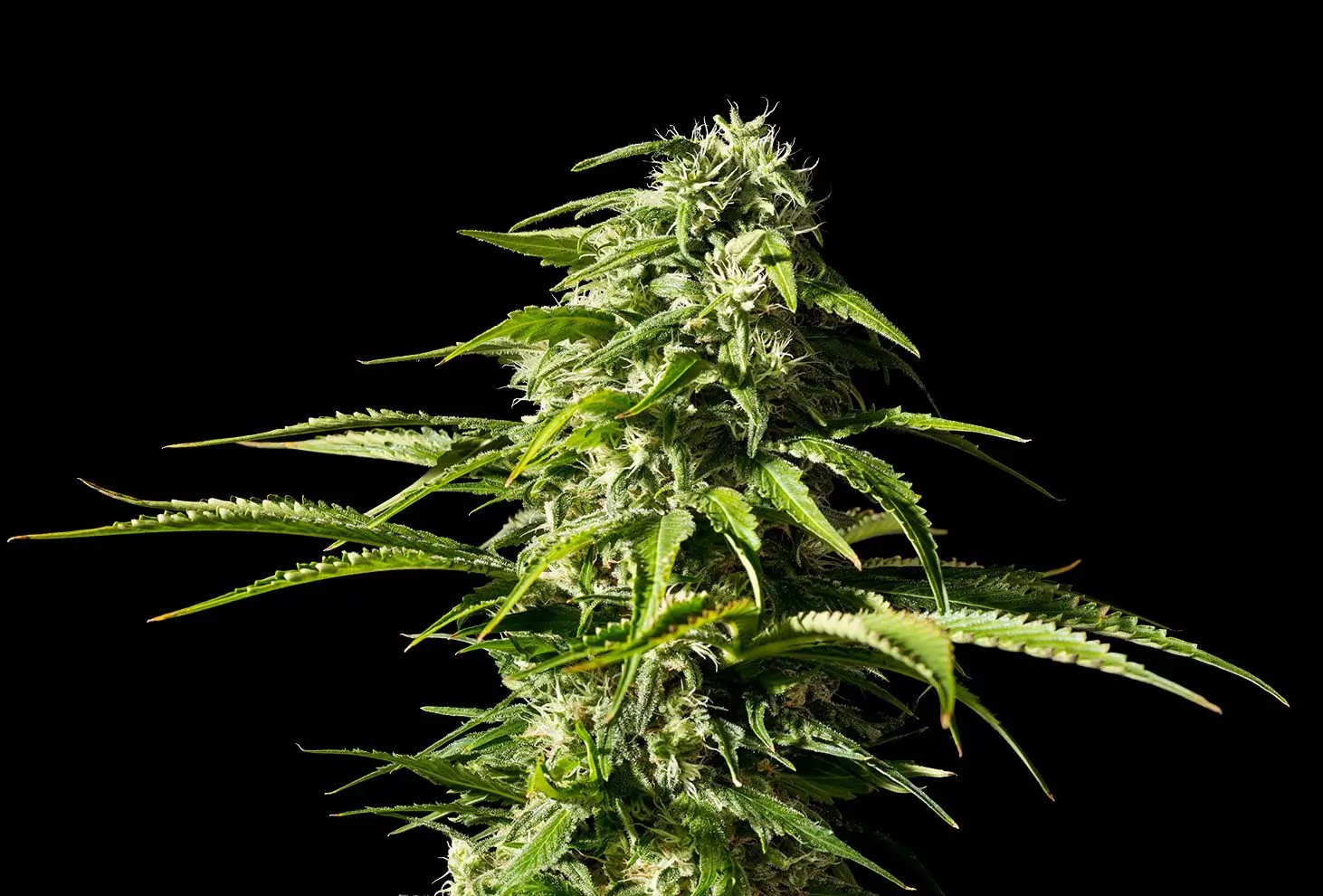 Big Bull Feminized by Kannabia