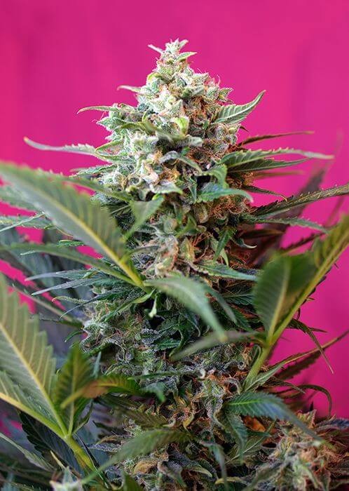 Big Devil XL Autoflower by Sweet Seeds
