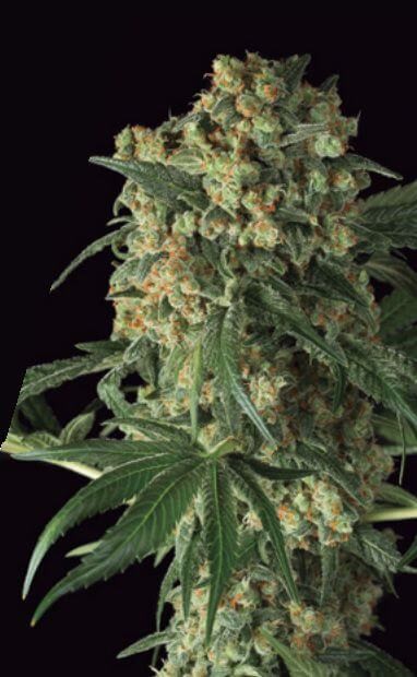 Big Kush Feminized by Dinafem