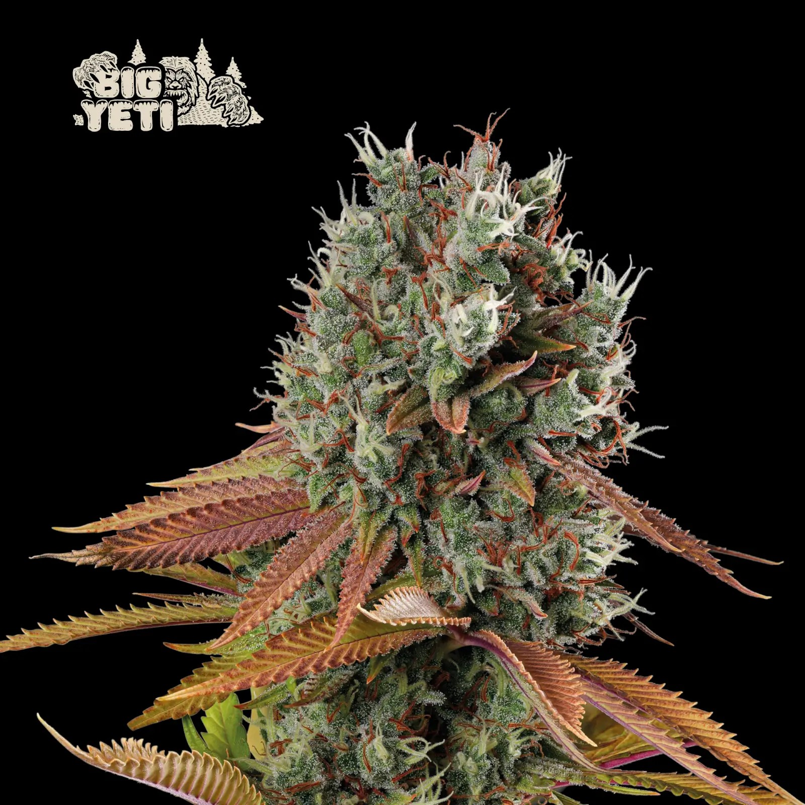 Big Yeti Feminized by Seedstockers
