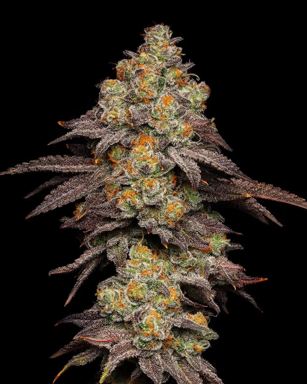 Big Z Feminized by Cookies Seed Bank