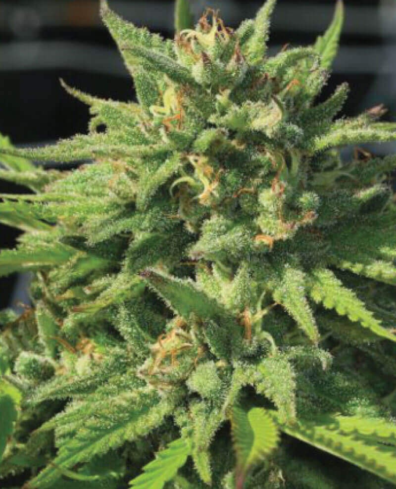 BigFoot Glue Feminized by Humboldt Seed Company