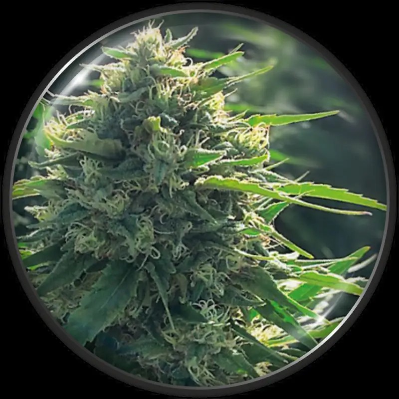 BioRelief CBD Feminized by Medical Seeds