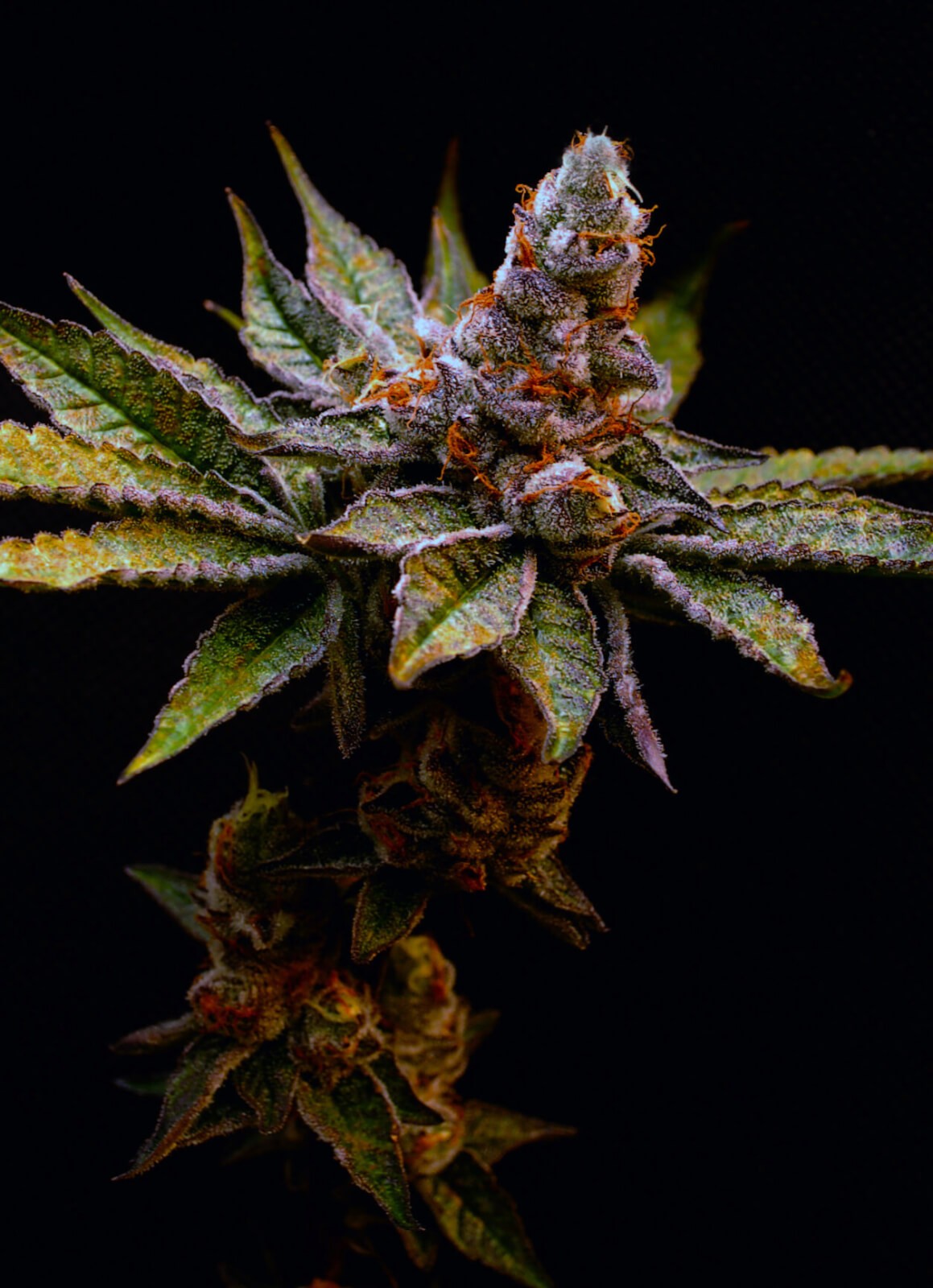 Birthday Punch Feminized by Elev8 Seeds
