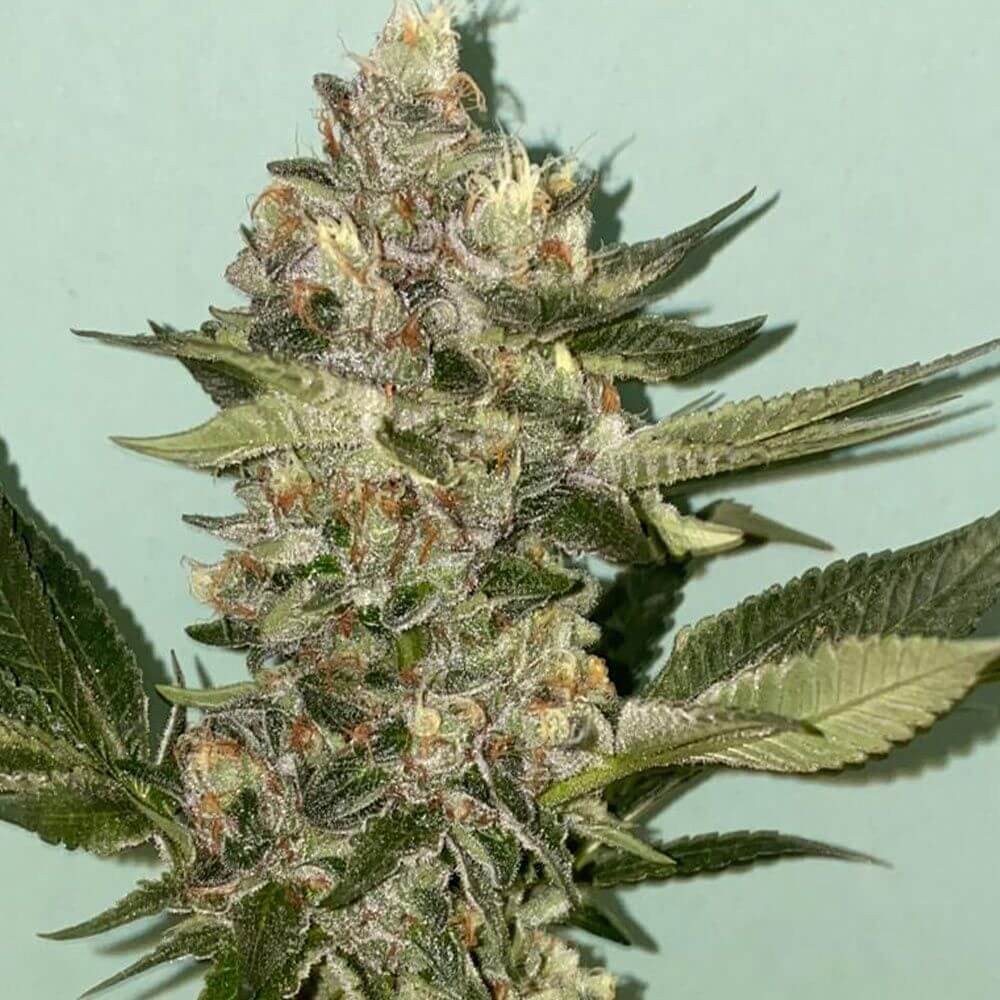 Biscotti 2.0 Feminized by The Plug Seedbank