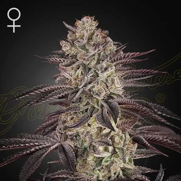 Biscotti Auto Autoflower by Green House seeds