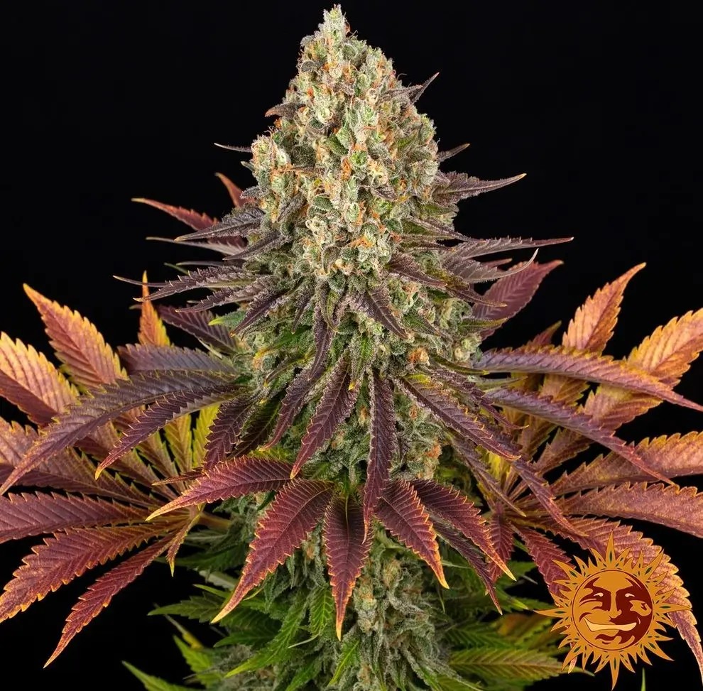 Biscotti Feminized by Barneys Farm