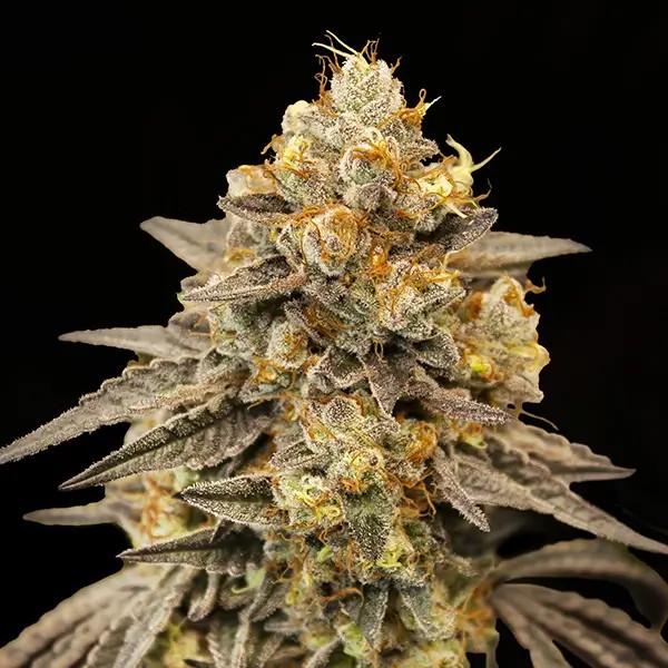 Biscotti Zkittlez Auto Autoflower by 00 Seeds Bank