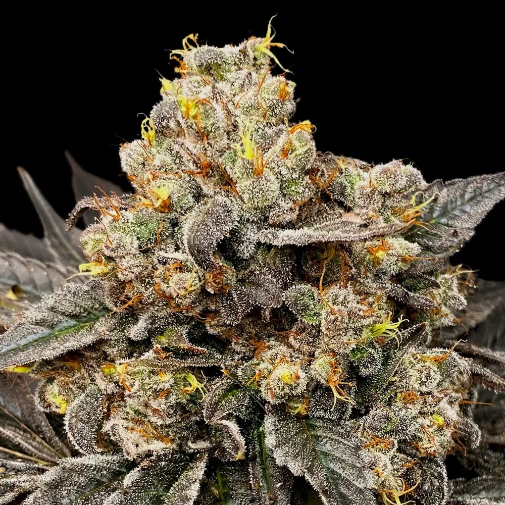 Biscotti Zkittlez Feminized by 00 Seeds Bank