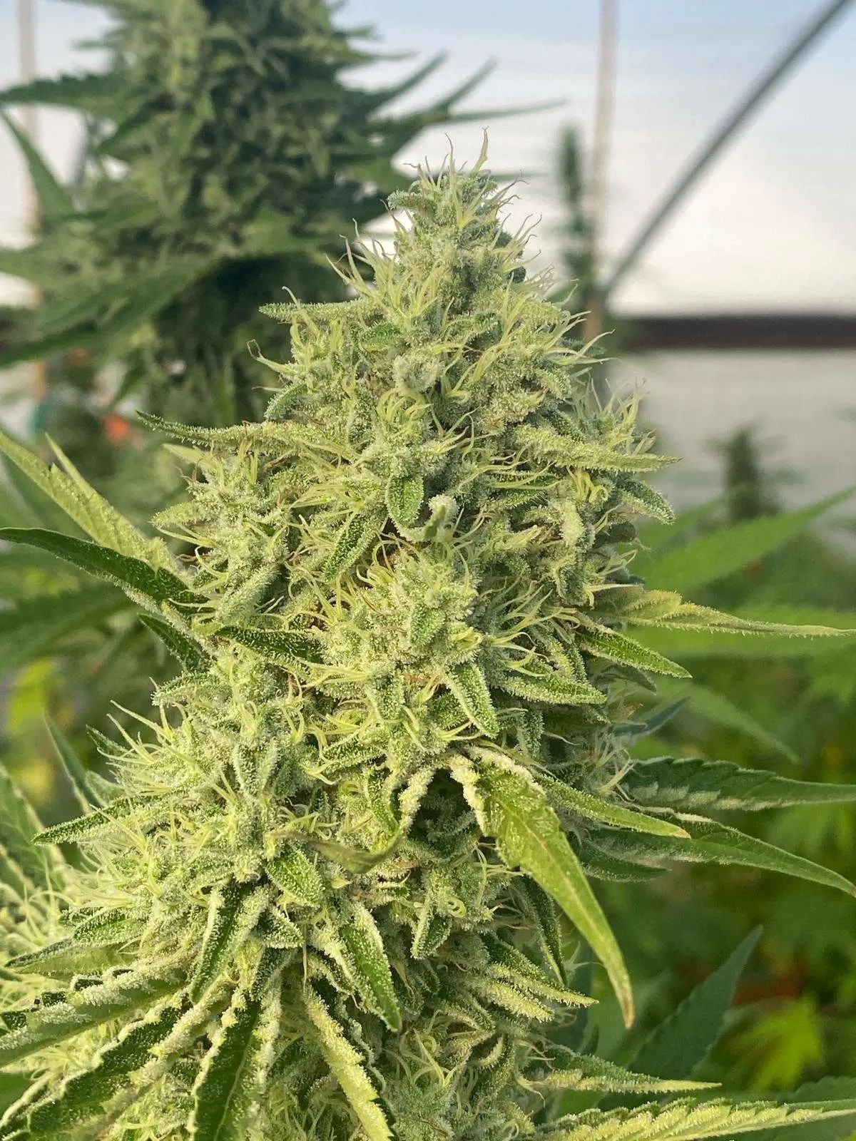 Black Beard Feminized by Karma Genetics
