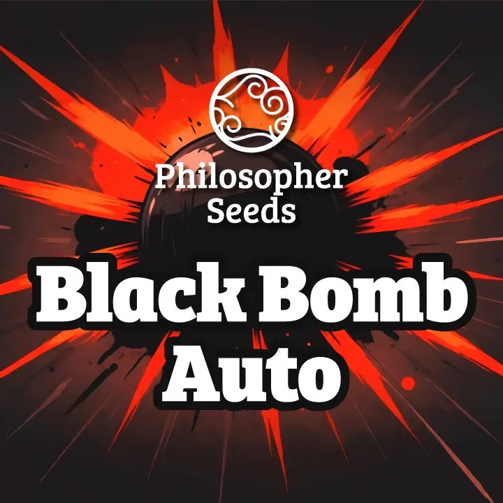 Black Bomb Auto Autoflower by Philosopher Seeds