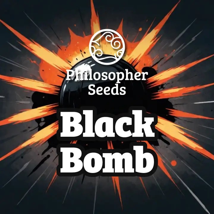 Black Bomb Feminized by Philosopher Seeds