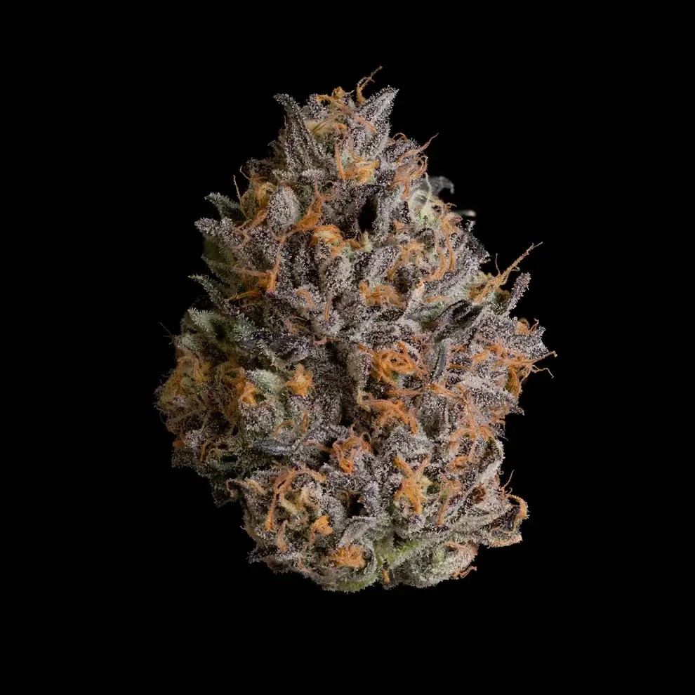 Black Bow Feminized by Wizard Trees