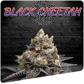 Black Cheetah Regular by Puppets Genetics
