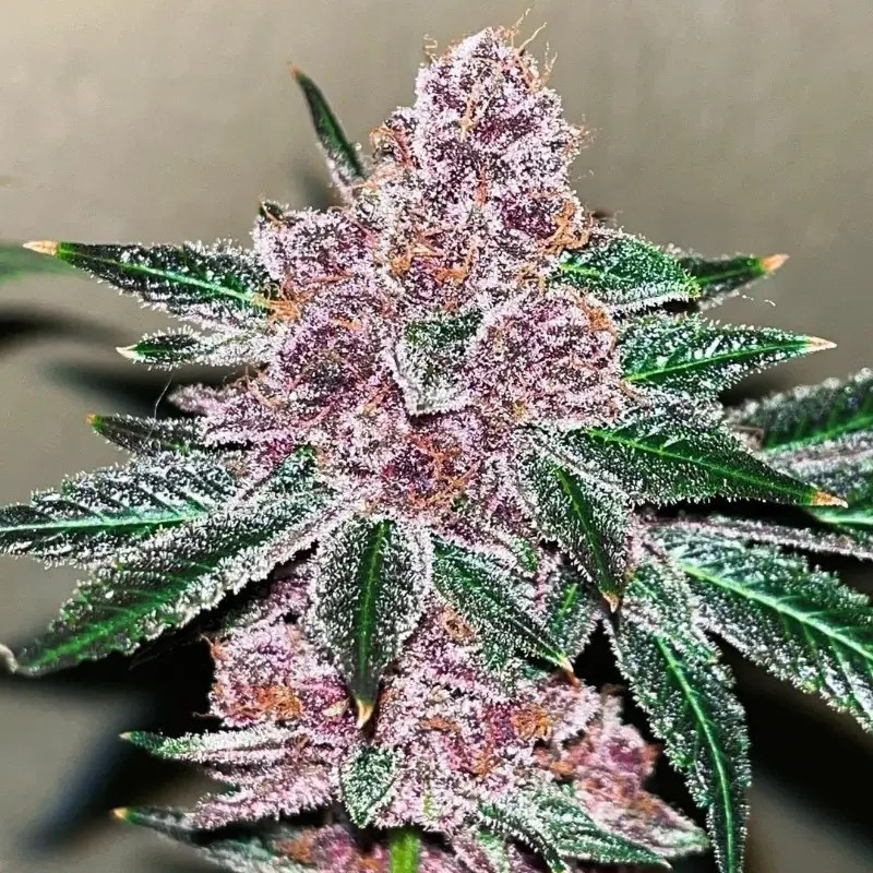 Black Cherries Feminized by Old School Genetics