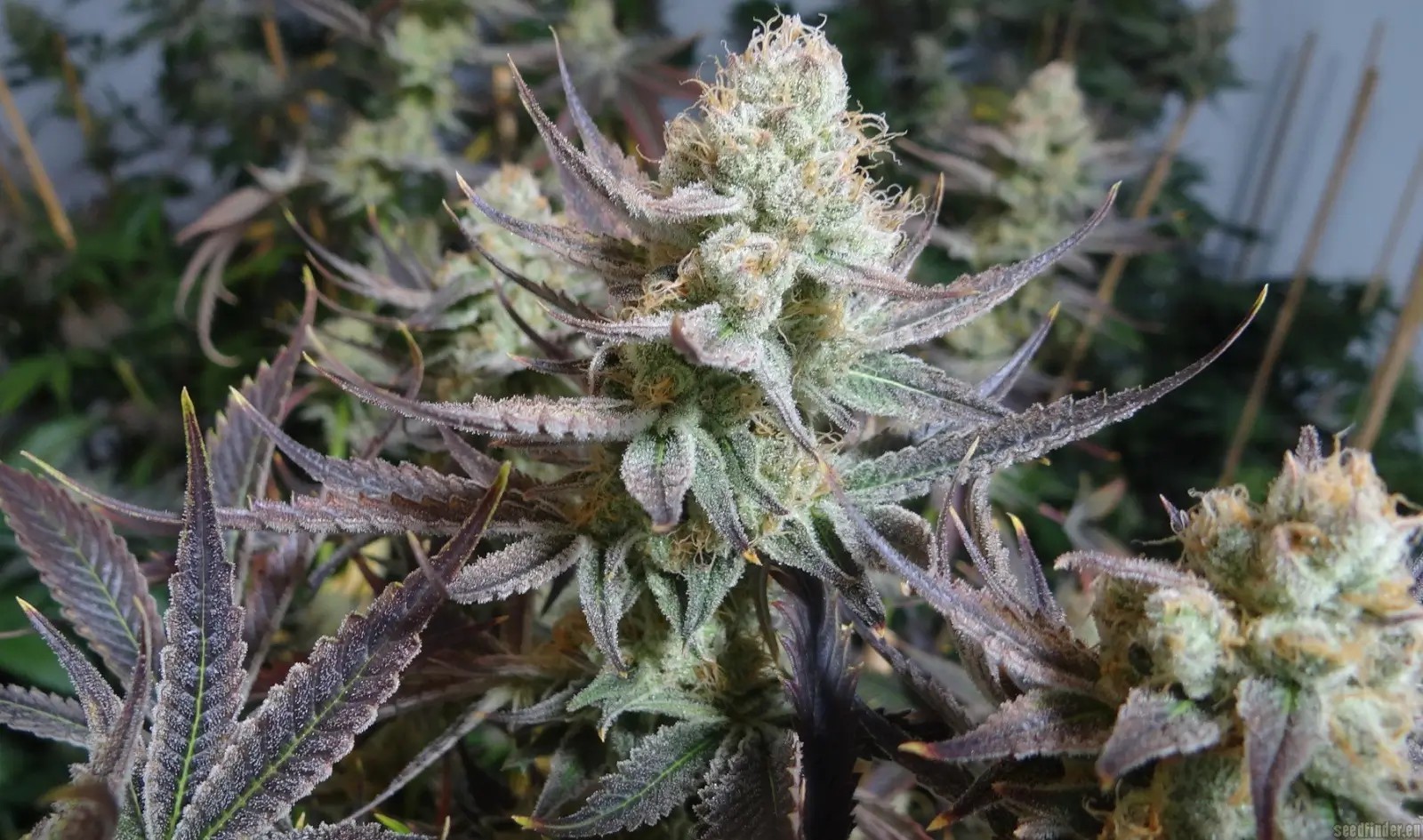 Black Cherry Punch Feminized by In House Genetics