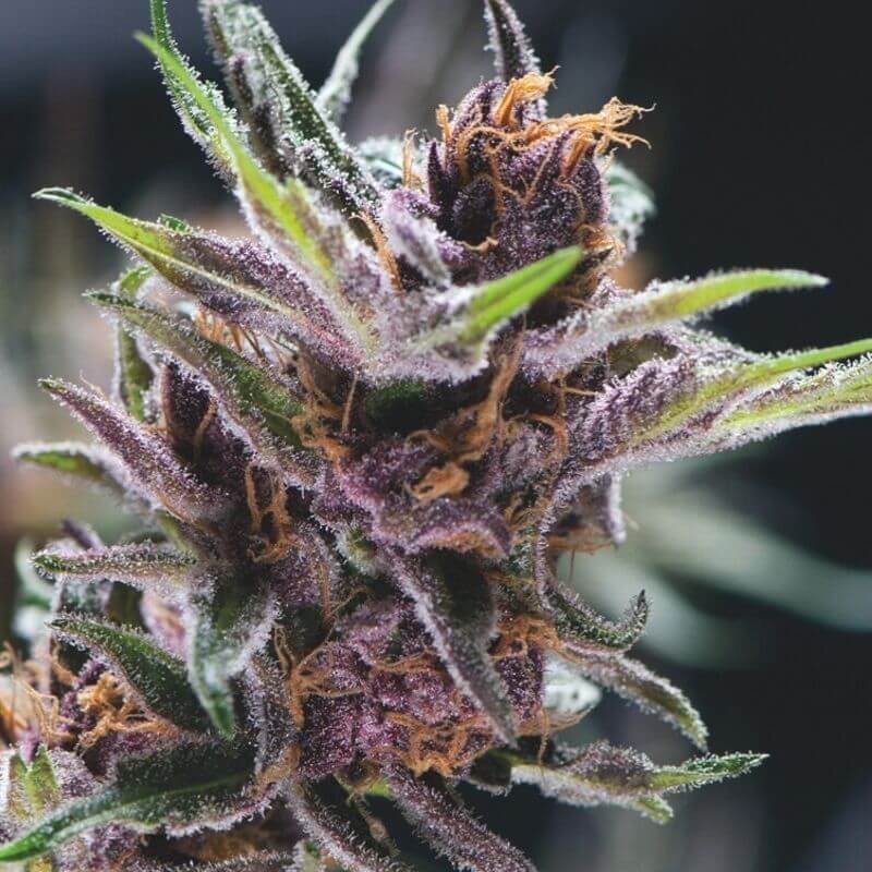 Black Cherry Punch Feminized by Pyramid Seeds