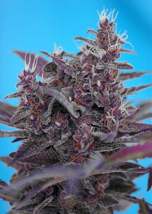 Black Cream Autoflower by Sweet Seeds