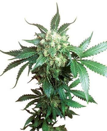 Black Domina Feminized by Sensi Seeds