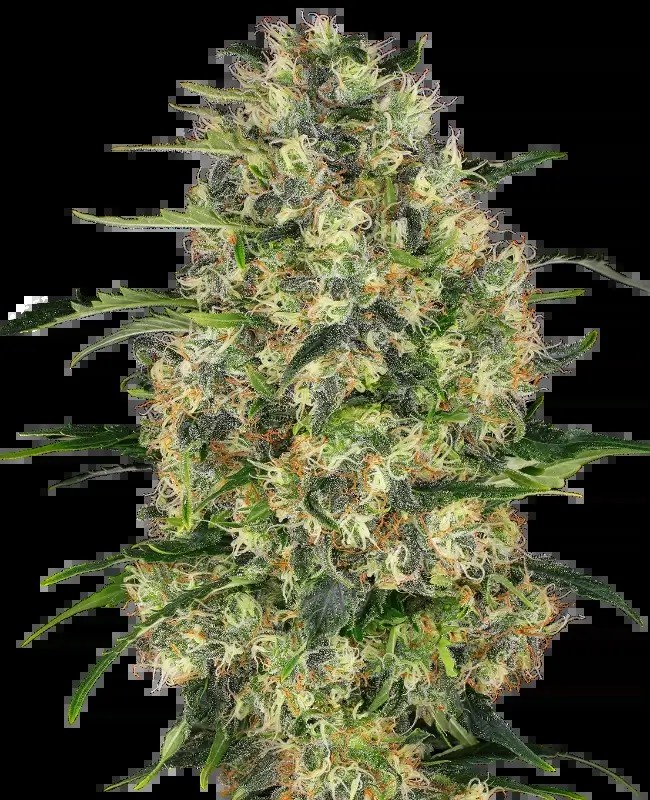 Black Domina Regular by Sensi Seeds