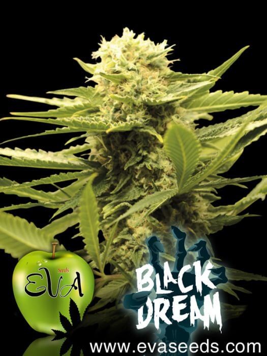 Black Dream Feminized by Eva Seeds